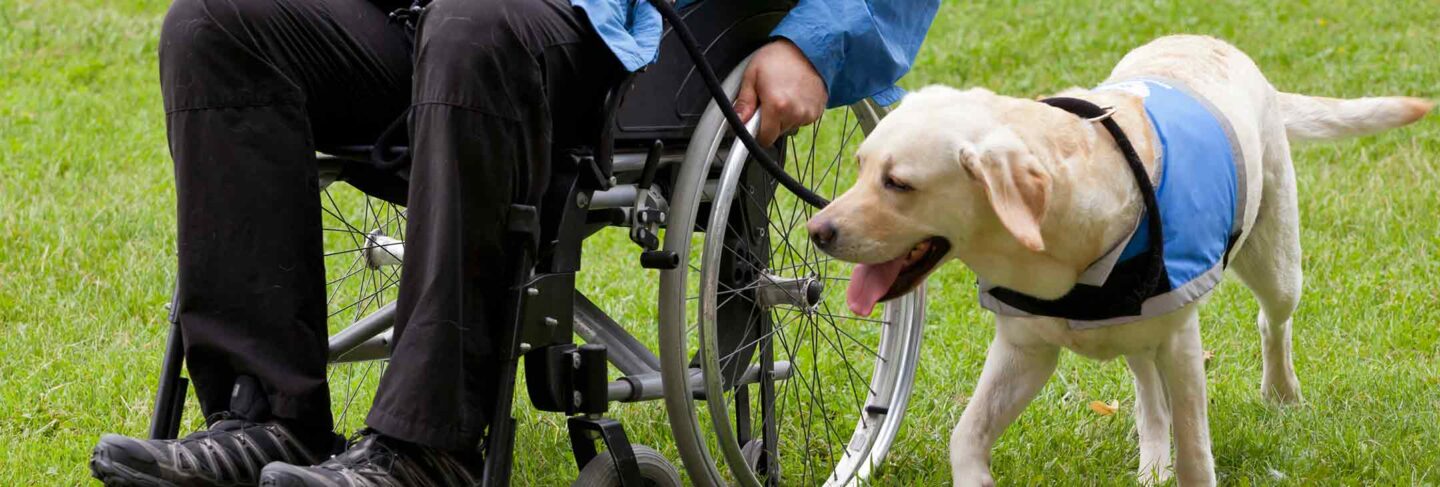 Person in wheelchair with support dog