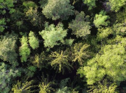 overhead view of trees in a forest