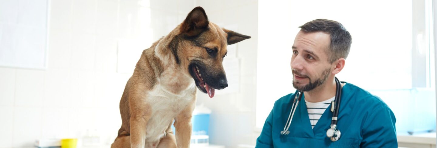 a vet examines a dog