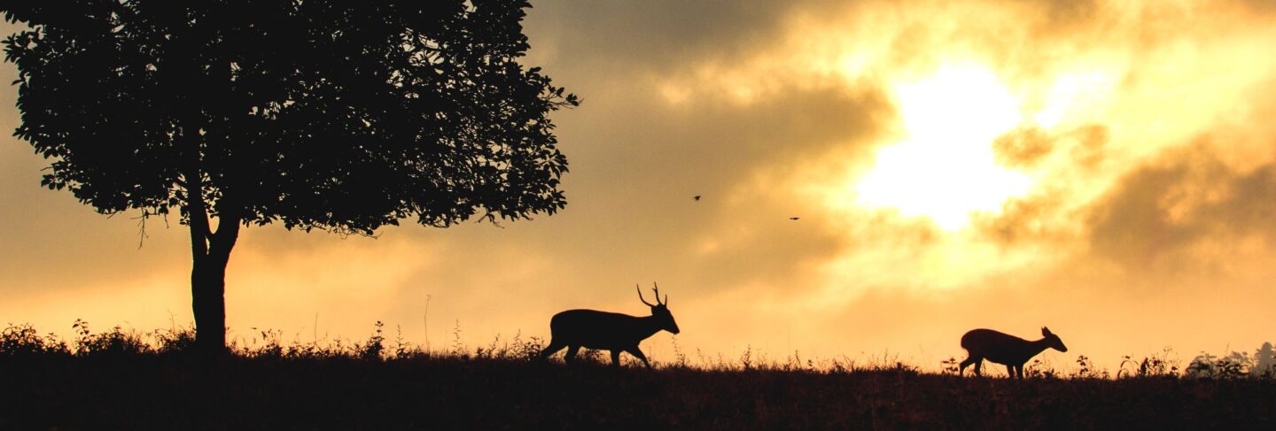 deer walking against a sunset