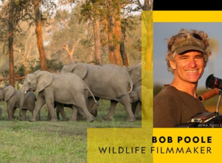graphic featuring herd of elephants and portrait of wildlife filmmaker Bob Poole