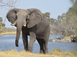 elephant with tusks standing near pond