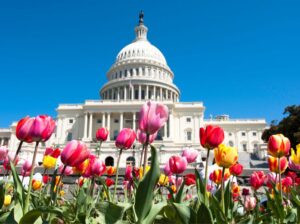 us capital building on a spring day with tulips