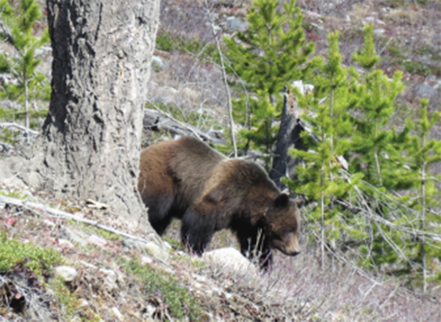 grizzly bear walking on a mountainside
