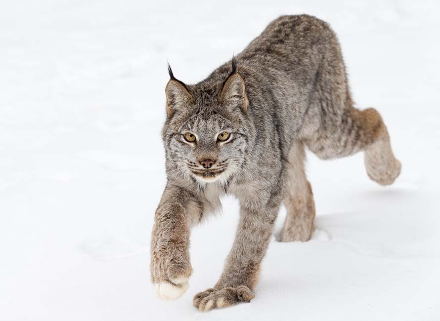 canadian lynx walking through snow and looking at the camera