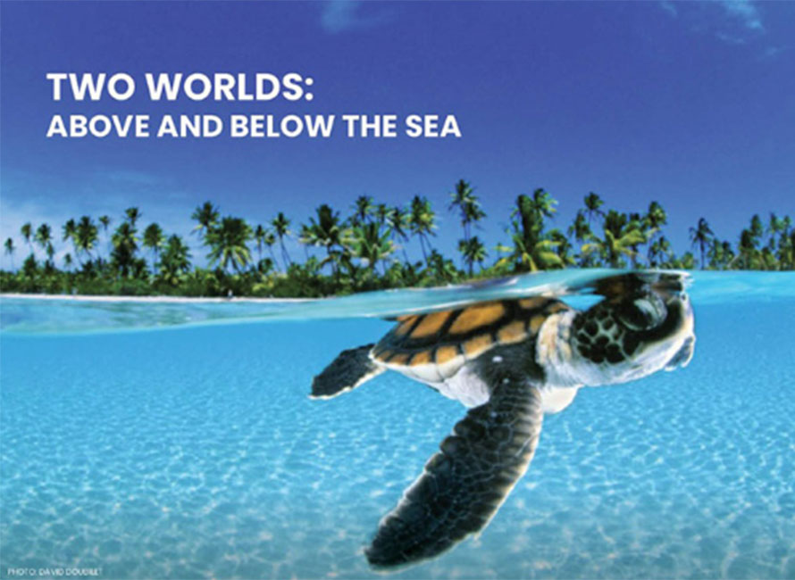 a photo of a sea turtle swimming just below the surface of a turquoise sea inches from the camera, with text on image "two worlds: above and below the sea"